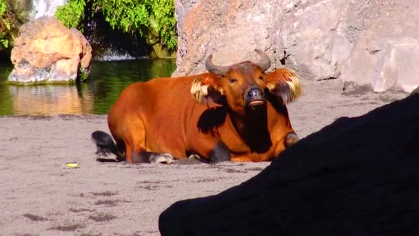 Red Forest Buffalo Bioparc Valencia Spain — Stockvideo
