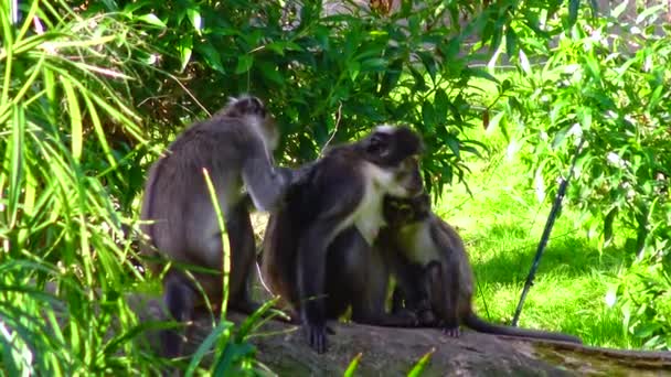 Family Monkeys Chimpanzees Zoo — Vídeos de Stock