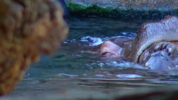 Hipopótamo Nadando Piscina Del Zoológico — Vídeo de stock