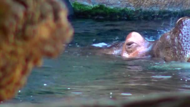 Hippo Zwemmen Het Zwembad Bij Dierentuin — Stockvideo
