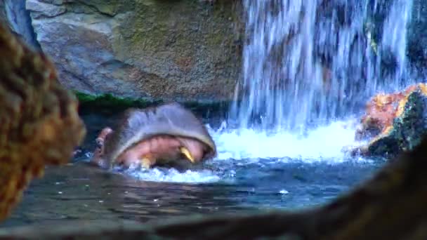 Бегемот Плавает Бассейне Зоопарке — стоковое видео