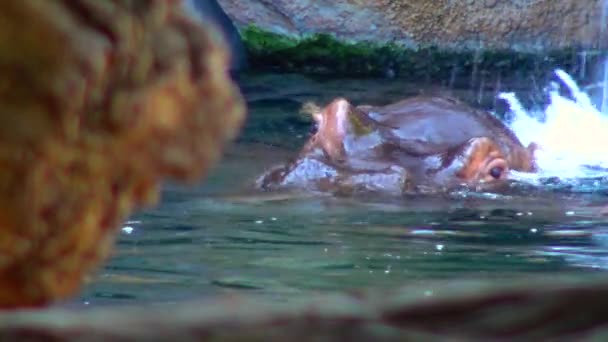 Ippopotamo Nuotare Piscina Allo Zoo — Video Stock