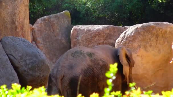 Elephant Stands Yellow Stones Zoo — Video Stock