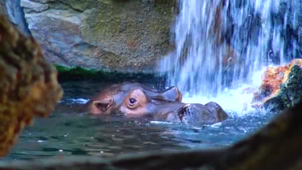 Hippo Zwemmen Het Zwembad Bij Dierentuin — Stockvideo