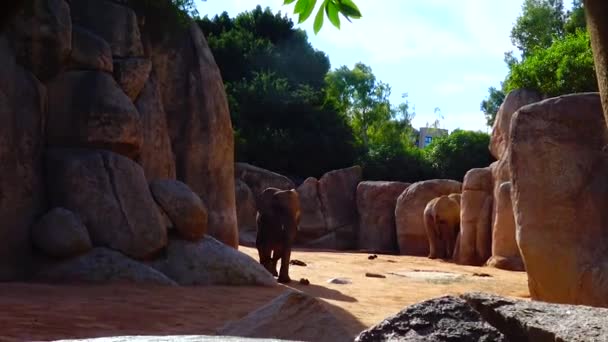 Elephant Stands Yellow Stones Zoo — Stock video
