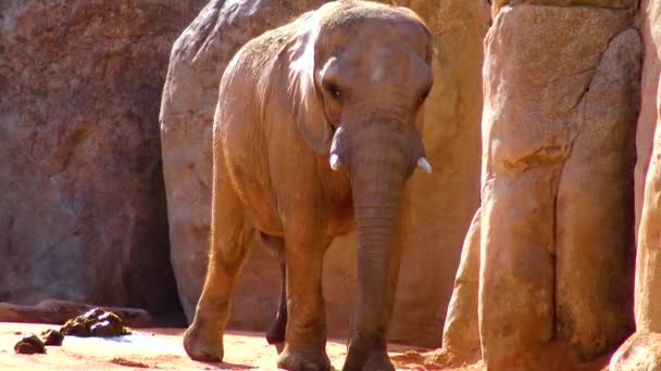 Elephant Stands Yellow Stones Zoo — Stok video