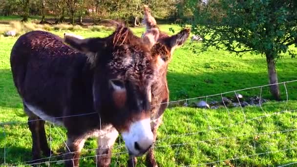 Donkey Pony Zoo Ireland — Stockvideo