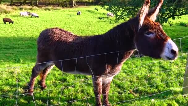 Donkey Pony Zoo Ireland — Stockvideo