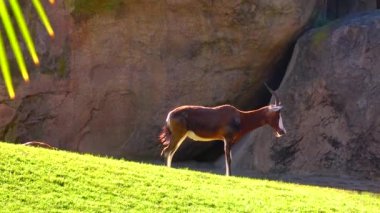 Wild goat roe deer Capreolus, in the zoo