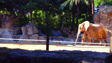 Elephant stands near the yellow stones in the zoo