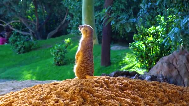 Meerkats Suricata Suricatta Sentar Seixo Olhar Para Zoológico Girafa — Vídeo de Stock