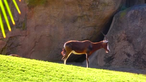 Wild Goat Roe Deer Capreolus Zoo — Wideo stockowe