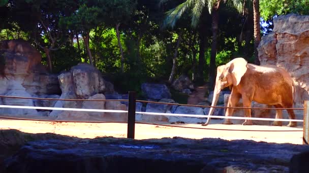 Elephant Stands Yellow Stones Zoo — Vídeos de Stock