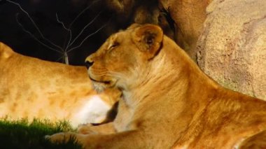 Lions lie basking in the sun near a tree