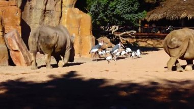 Hippo walks near the stones in the zoo