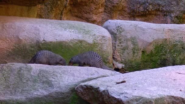 Ferret Walks Stones Zoo — Vídeos de Stock