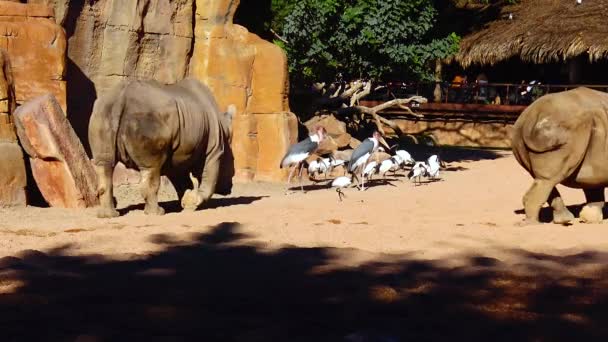 Aygırı Hayvanat Bahçesindeki Taşların Yanında Yürüyor — Stok video