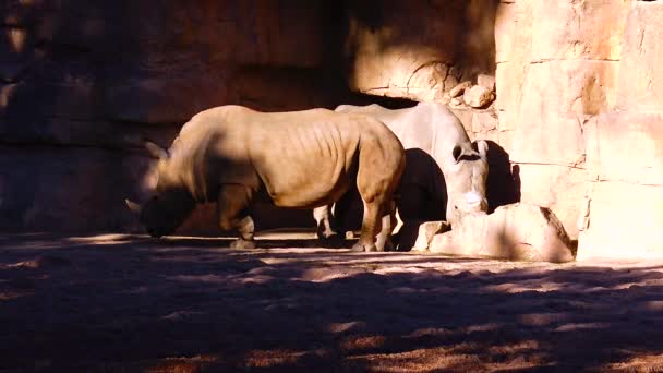 Hippo Walks Stones Zoo — Stok video