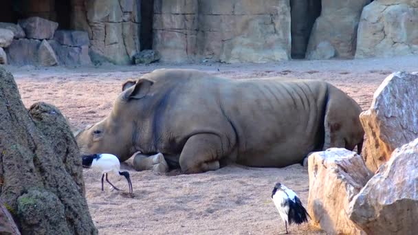 Hippo Walks Stones Zoo — ストック動画