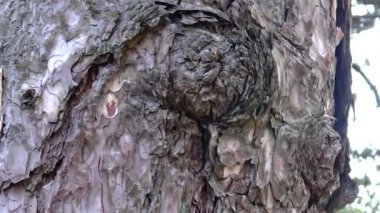 The bark of a coniferous tree, close-up, in a botanical garden