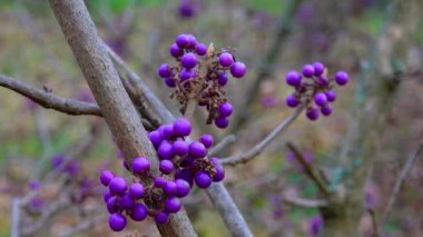 Callicarpa bodinieri giraldii, in the botanical garden, purple berries