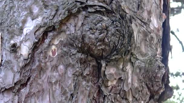 在植物园里特写的针叶树的树皮 — 图库视频影像