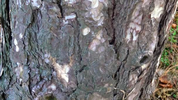 Φλοιός Ενός Κωνοφόρου Δέντρου Κοντινό Πλάνο Ένα Βοτανικό Κήπο — Αρχείο Βίντεο