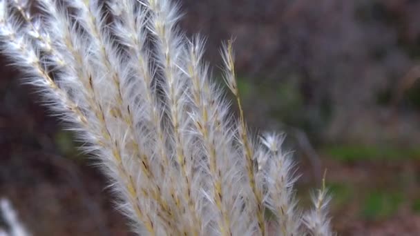 Phragmites Reed Branches Sway Wind — Stockvideo