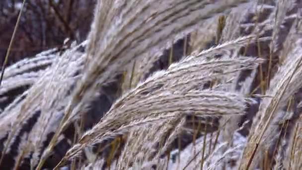Phragmites Reed Branches Sway Wind — Stock Video