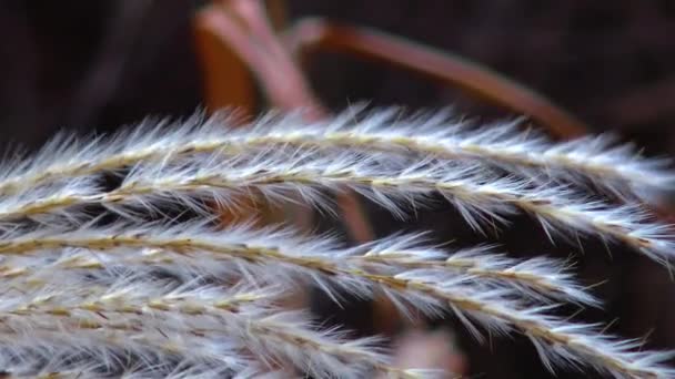 Phragmites Reed Branches Sway Wind — Stockvideo