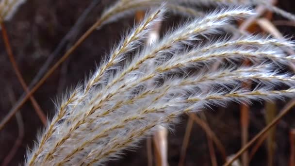 Phragmites Reed Branches Sway Wind — Wideo stockowe
