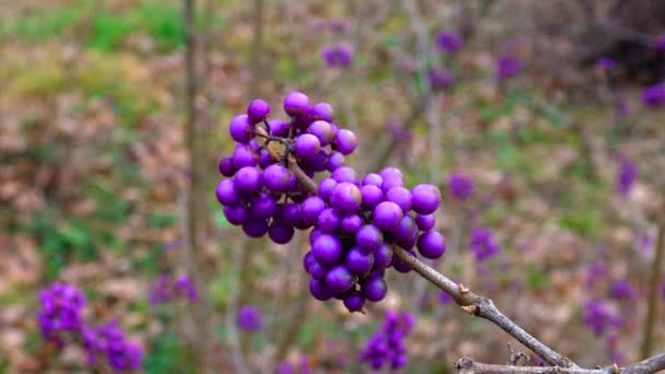 Callicarpa Bodinieri Giraldii Botanical Garden Purple Berries — Stok video