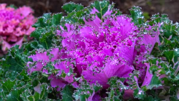 外面的花盆里长着紫色叶子的花椰菜 — 图库视频影像