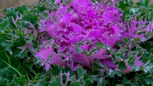 Kalafior Fioletowymi Liśćmi Rośnie Garnku Zewnątrz — Wideo stockowe