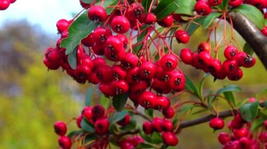 Viburnum ağaçta açar, kırmızı böğürtlenler