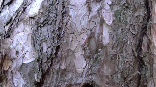 在植物园里特写的针叶树的树皮 — 图库视频影像
