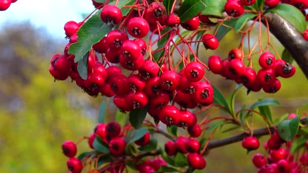 Viburnum Blooms Tree Red Berries — Stockvideo