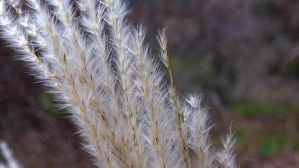 Phragmites Reed Branches Sway Wind — Vídeos de Stock