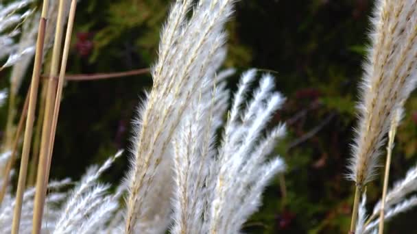 Phragmites Reed Branches Sway Wind — Vídeo de stock