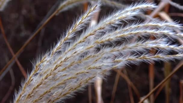 Phragmites Reed Branches Sway Wind — Stock Video