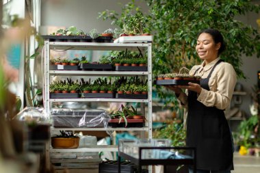 Kapalı alandaki bitkiler bakar. Çiçekçi kadın bitkileri sulu yetiştiriyor. Serbest bahçıvan. Çiçek saksılarında farklı egzotik bitkilerle çalışıyor. Sera ya da çiçek mağazası küçük işletme konsepti