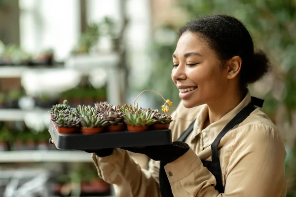 Young black woman gardener in apron working in own garden center, female farmer checking plant pot rack farm growing in the greenhouse small business
