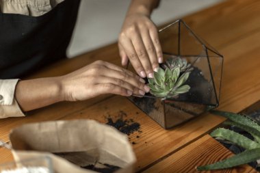 Çiçekçi kadın bitkisel kompozisyon oluşturuyor. Çiçekleri geometrik vazoya yerleştiriyor. Serada çalışıyor.