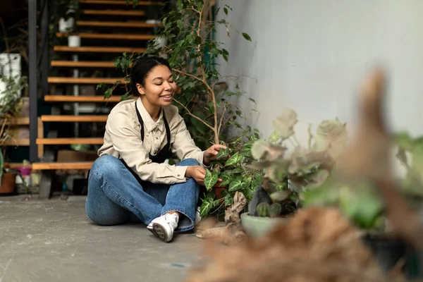 Caring for plants. Happy young black gardener sitting on the floor of the greenhouse, wiping plant leaves, working in botanical garden