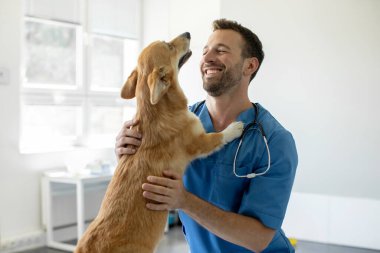 Mavi üniformalı, mutlu veteriner doktor. Pembroke Welsh Corgi sosislisine sarılıyor. Tedaviden sonra küçük köpekle oynuyor.