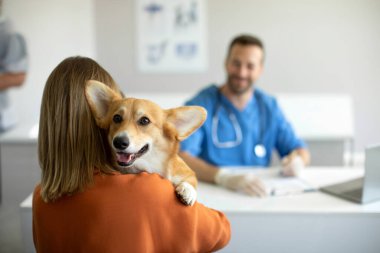 Veteriner kliniğindeki sahibi tarafından tutulurken kameraya bakan sevimli Corgi köpeği, seçici odak noktası, kopyalama alanı. Hayvan sağlığı konsepti
