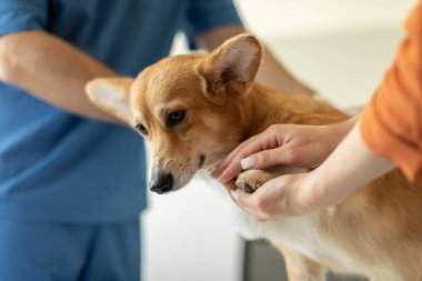Modern veteriner kliniği. Sevgi dolu köpeklerin sahibi, veteriner evcil hayvan sağlığını kontrol ederken tatlı çam kozalağı sosislisini sakinleştiriyor.