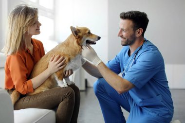 Klinikte tatlı Corgi köpeği muayene ediliyor, doktor kontrol sırasında evcil hayvan dişlerini kontrol ediyor. Veterinerlik hekimliği kavramı
