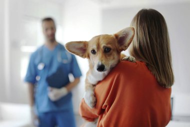Hayvan bakımı konsepti. Veteriner hastanesinde tatlı pembroke corgi sosisi taşıyan bir kadın, köpeğini kucağında tutan bir kadın ve düzenli kontrol için kliniğe gelen bir kadın.