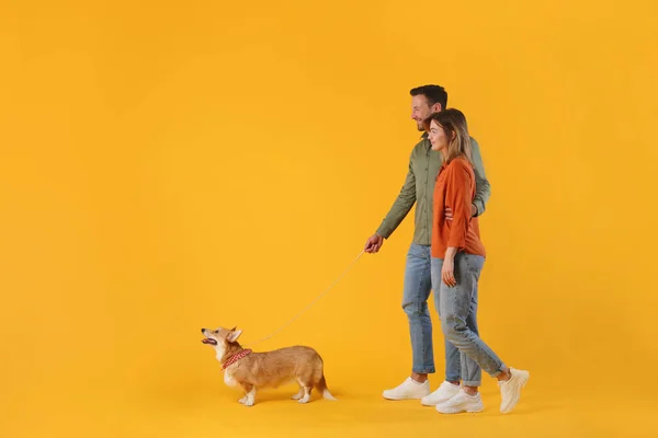 Full length profile shot of man and woman walking with their corgi dog isolated on yellow studio background, side view, free space